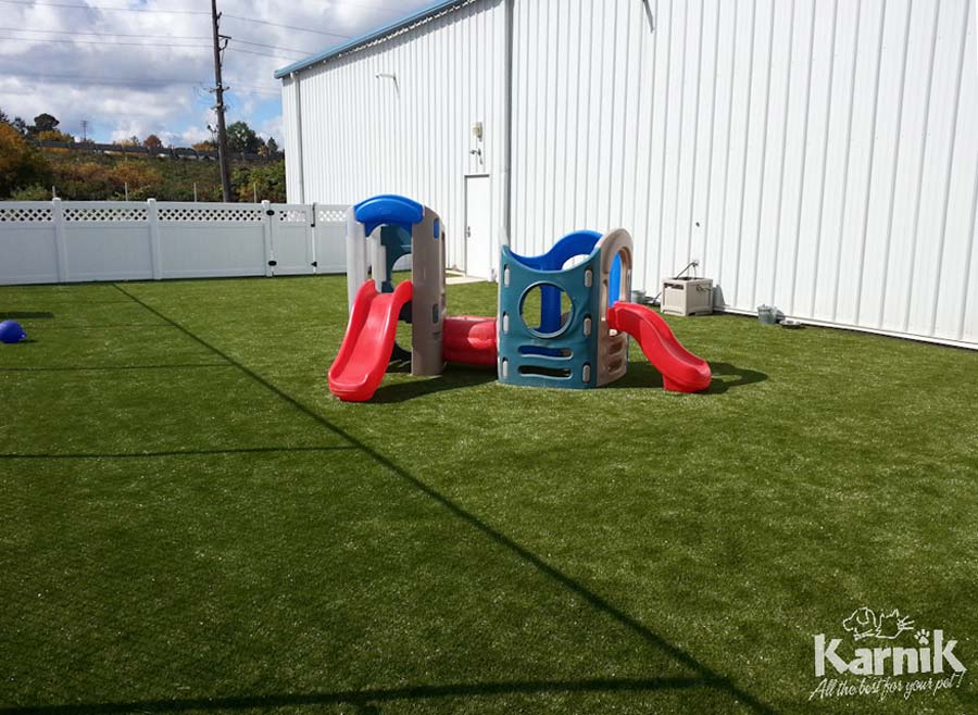 k9-grass-07_900px     