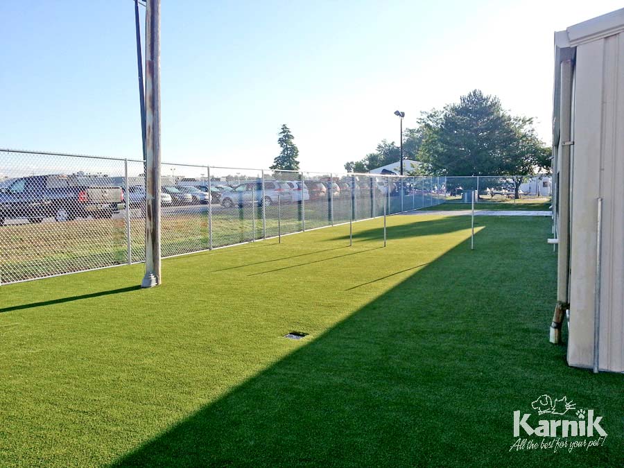 k9-grass-09_900px     
