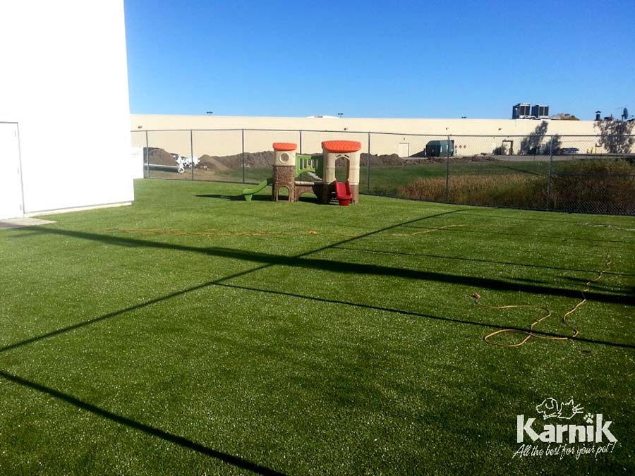 k9-grass-10_900px     