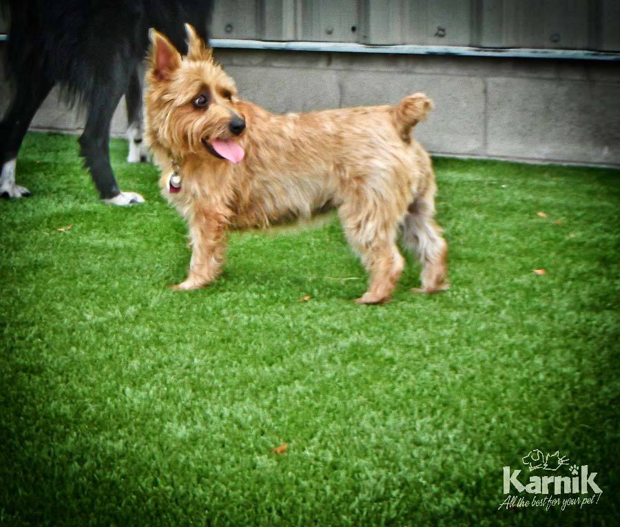 k9-grass-12_900px     
