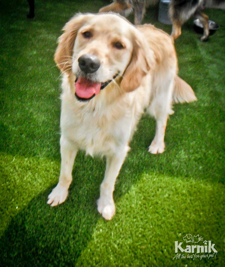 k9-grass-13_900px     