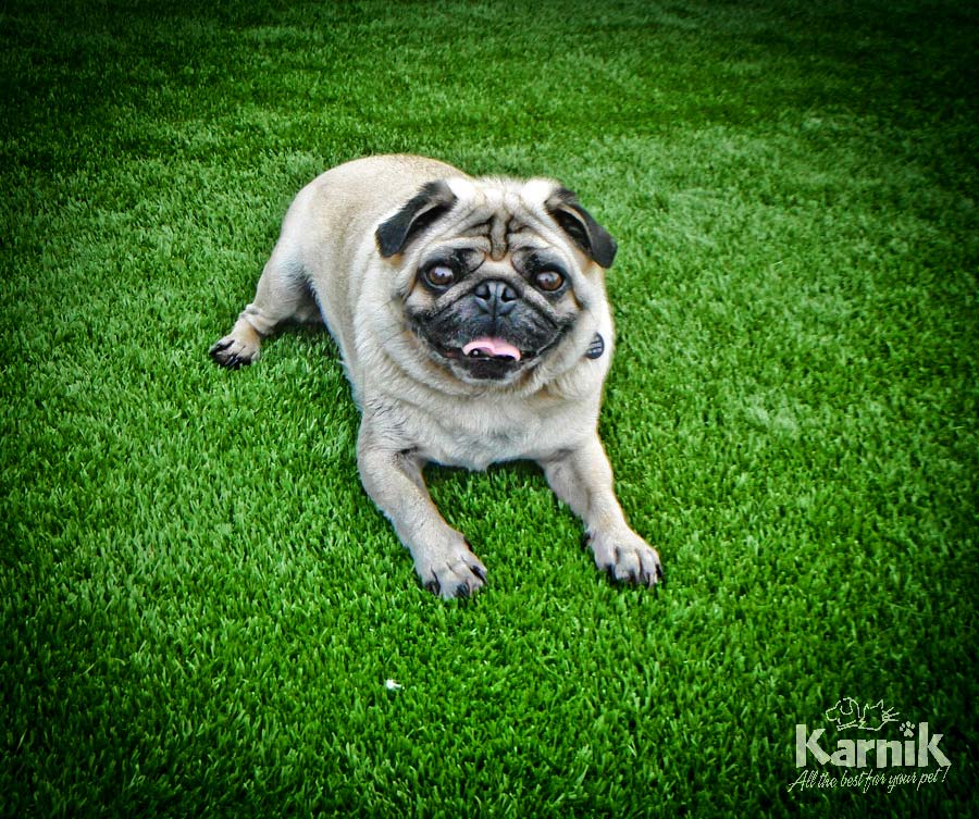 k9-grass-15_900px     