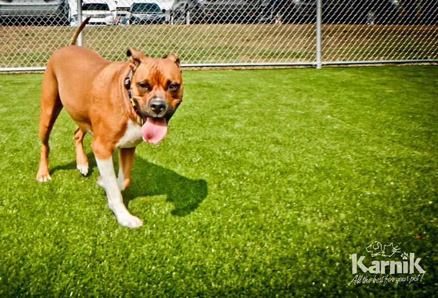 k9-grass-16_900px     
