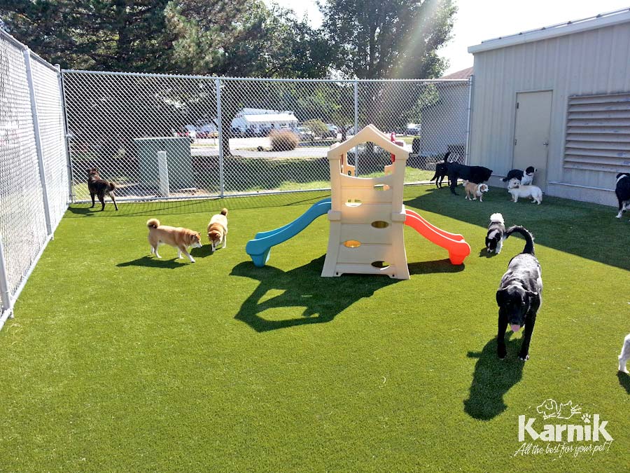 k9-grass-19_900px     